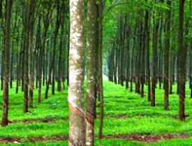 Tìm hiểu về cây cao su trong sản xuất nệm cao su thương hiệu Thắng Lợi