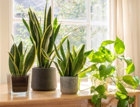 Những loại cây này loại bỏ nấm mốc và hơi ẩm trong ngôi nhà của bạn
