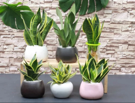 Có nên để cây trong phòng ngủ hay không?