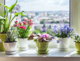 5 loại cây trồng trong nhà giúp cải thiện chất lượng giấc ngủ