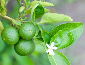 7 chất tẩy rửa tự nhiên khi giặt nệm hiệu quả, an toàn