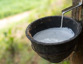 Quy trình sản xuất nệm cao su thiên nhiên Thắng Lợi