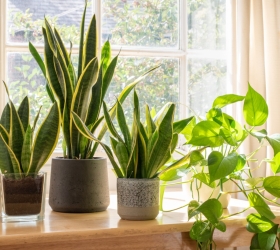 Những loại cây này loại bỏ nấm mốc và hơi ẩm trong ngôi nhà của bạn