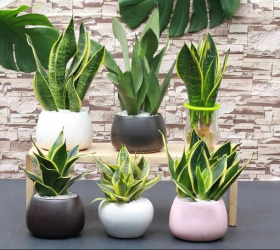 Có nên để cây trong phòng ngủ hay không?