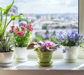 5 loại cây trồng trong nhà giúp cải thiện chất lượng giấc ngủ