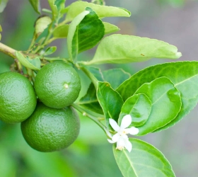 7 chất tẩy rửa tự nhiên khi giặt nệm hiệu quả, an toàn