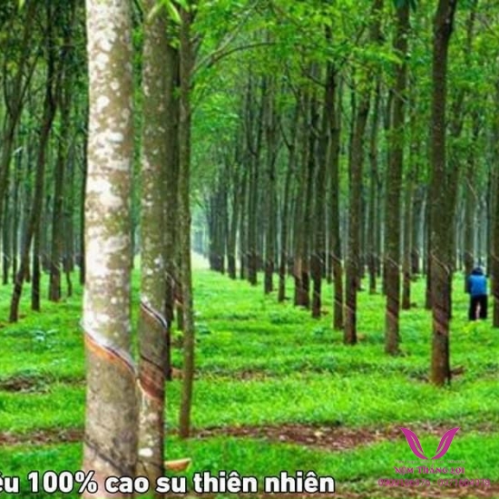 Nệm 100% Cao Su Thiên Nhiên Thắng Lợi Bo Bo-Than Hoạt Tính 5P